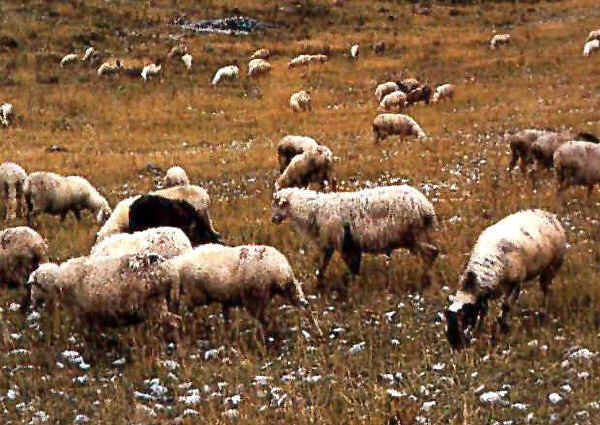 Pecore di razza Vissana