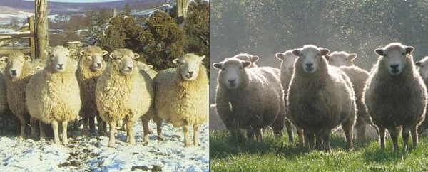 Pecora di razza Whiteface Dartmoor 