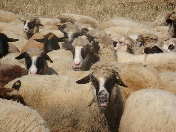 Pecora dei Monti Stara Planina occidentali