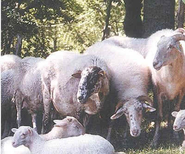 Pecore di razza Zerasca