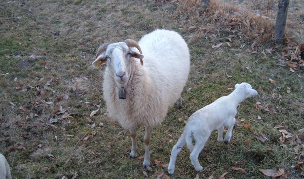 Pecore di razza Zerasca