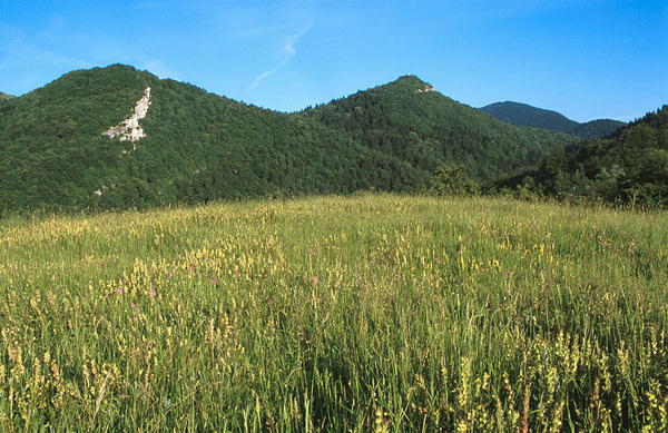 Riserva Naturale Regionale Guidata Abetina di Rosello