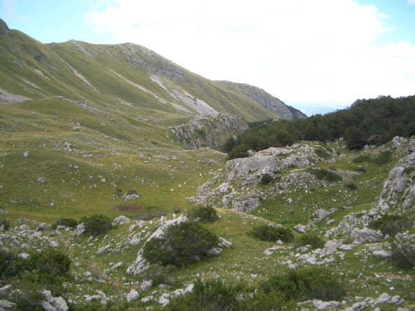 Mugheta d'alta quota