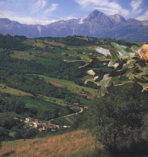 Guida botanica della Riserva naturale regionale di "Castel Cerreto"