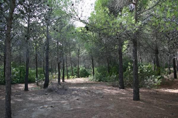 Bosco Pantano di Policoro