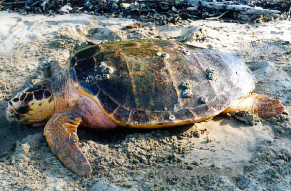 Caretta caretta