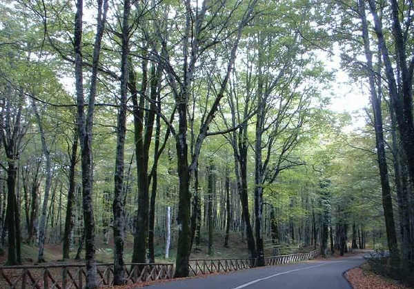 Foresta di Marchesale