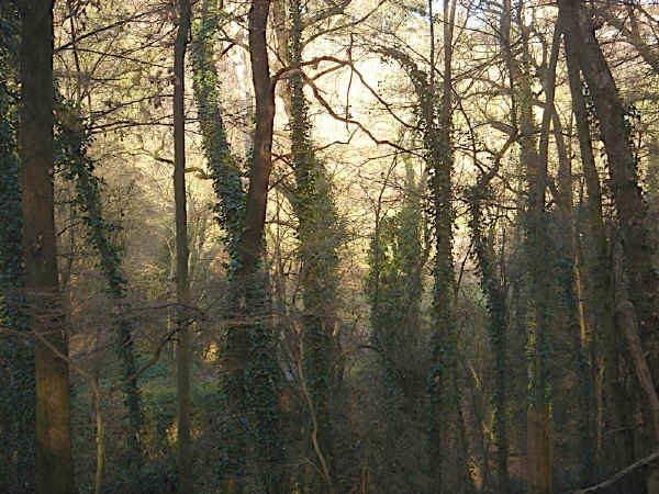 Bosco della Frattona