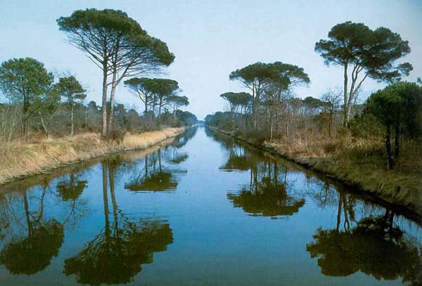 Pineta di Ravenna