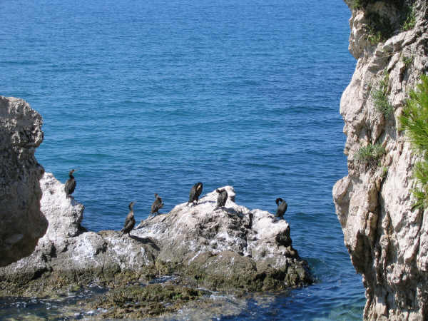 Riserva Naturale Marina di Miramare