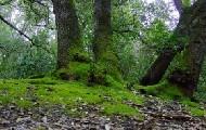 Pineta di Castel Fusano