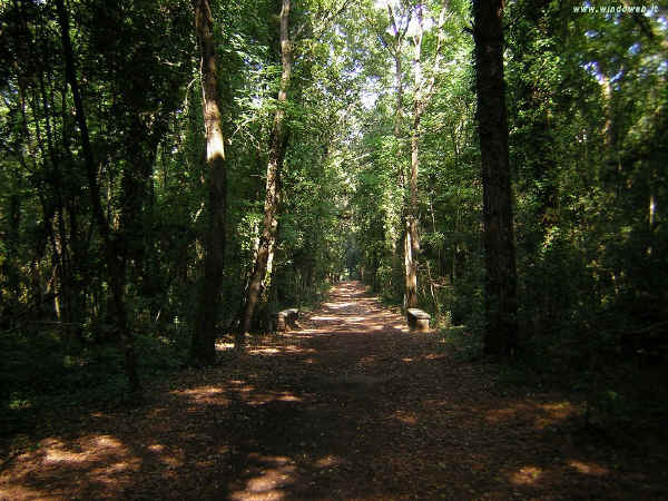 Foresta del Circeo