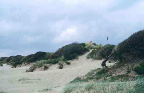 Dune di Capocotta