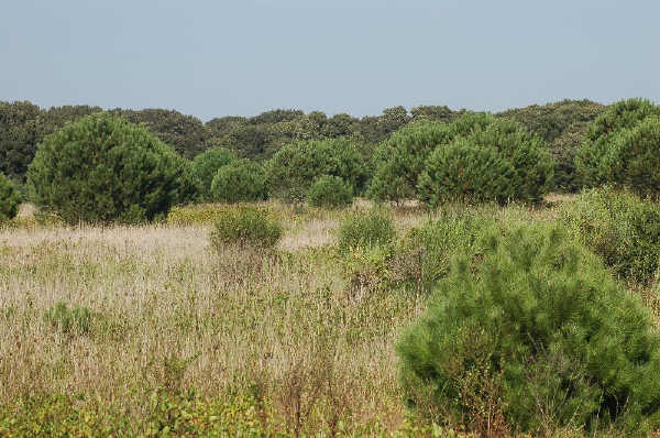 Oasi WWF Macchiagrande