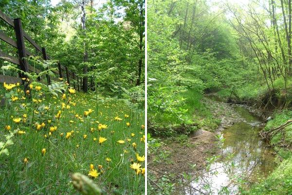 Parco Naturale Pineta di Appiano Gentile e Tradate