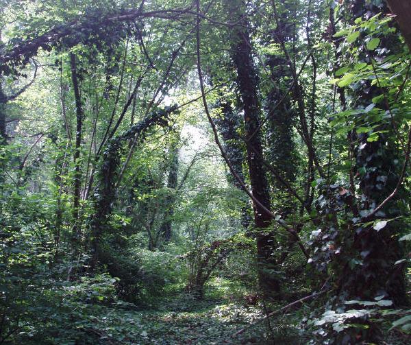 Riserva Naturale Statale Bosco Siro Negri