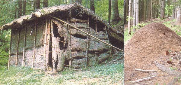 Riserva Boschi del Giovetto di Paline