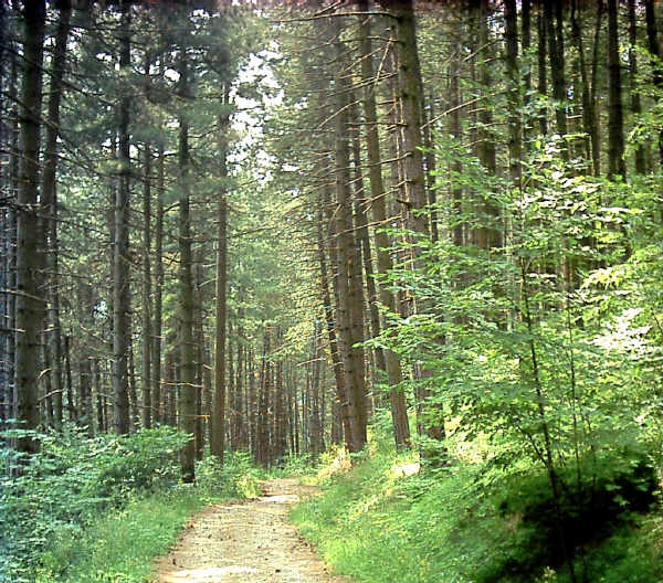 Pineta nella Riserva Naturale Regionale Monte Alpe