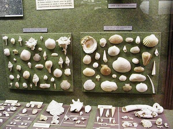 Museo Paleontologico di Asti