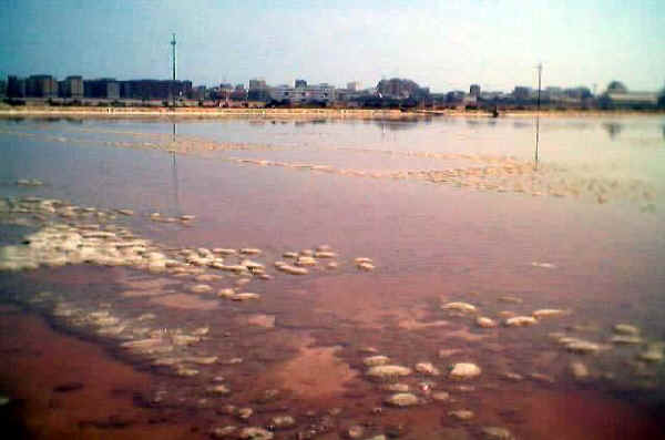 Iserva Naturale Statale La Salina Di Margherita Di Savoia Puglia