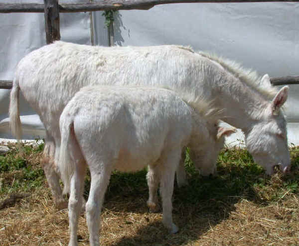 Asini dell'Asinara