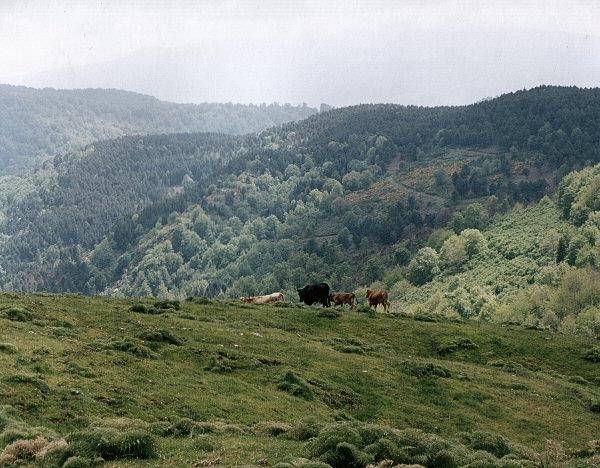 Riserva Bosco di Malabotta