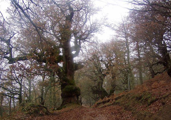 Riserva Bosco di Malabotta