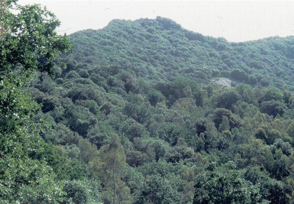 Lecceta sul Monte Altesina