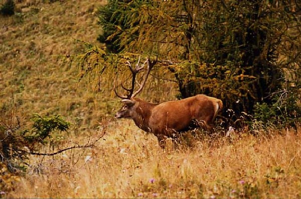 Cervo della Riserva Naturale Acquerino