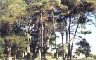 Arboreto monumentale di Moncioni