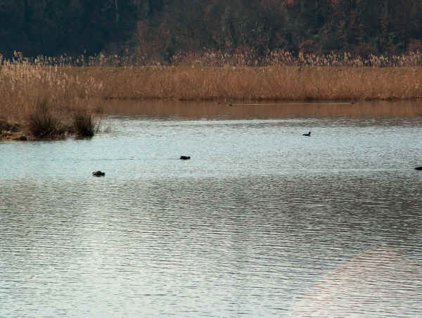 Oasi Naturalistica di Gabbianello 