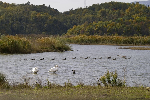 Oasi Naturalistica di Gabbianello