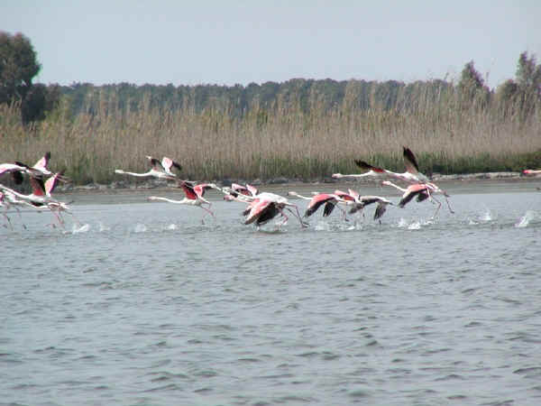 Fenicotteri nella Luguna di Orbetello