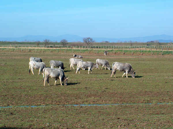 Bovine Maremmane nel Parco Naturale della Maremma