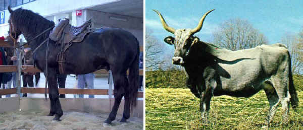 Cavallo Maremmano - Vacca Maremmana