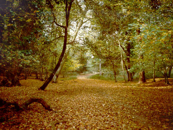 Parco Naturale Migliarino-San Rossore-Massaciuccoli