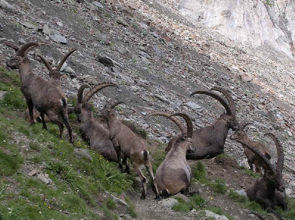 Stambecchi nel Parco Nazionale del Gran Paradiso