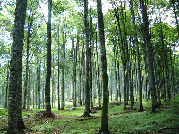 Foresta del Cansiglio