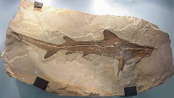 Fossile ritrovato nei Monti Lessini