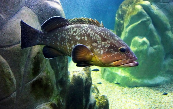 Acquario di Cala Gonone