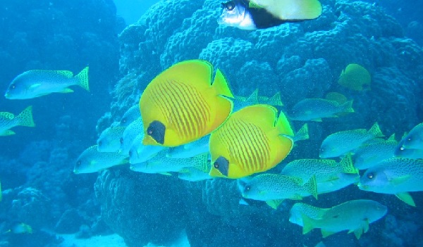 Aquario marino di Trieste