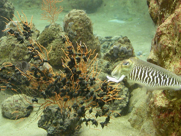 Aquarium di Napoli