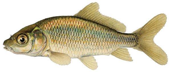 Carpa Cyprinus carpio L.