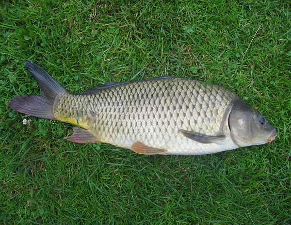 Carpa Cyprinus carpio L.