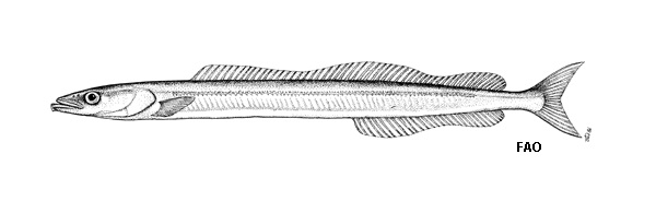 Cicerello