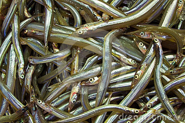 Cicerello