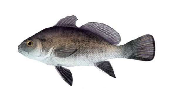 Corvina