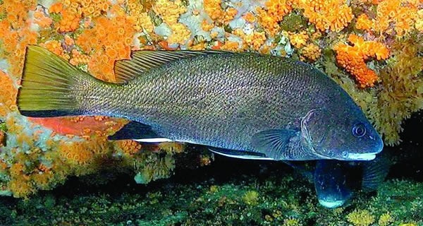 Corvina