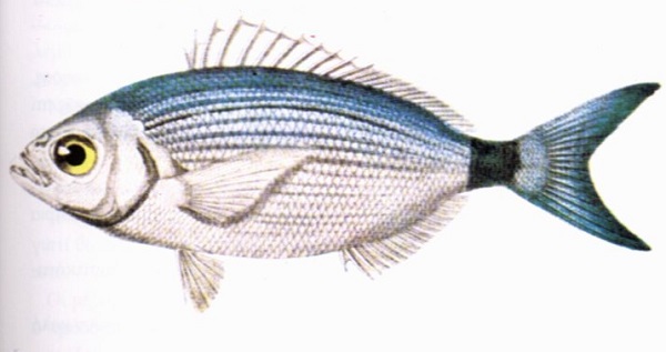 Occhiata