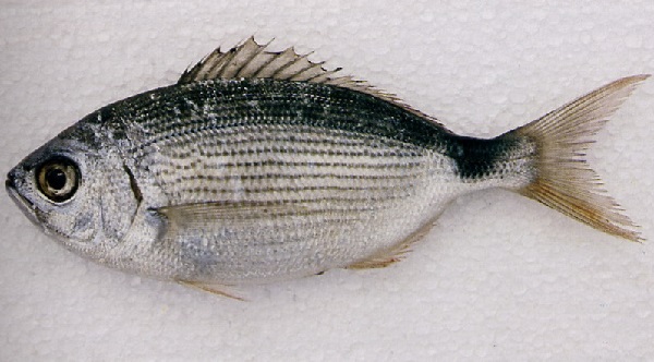 Occhiata